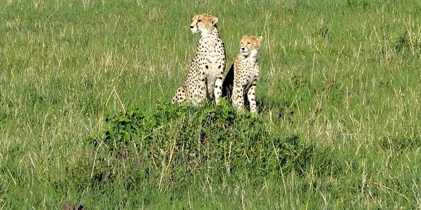 211-Masai Mara, gepardice s mládětem b