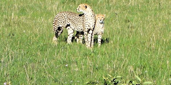 211-Masai Mara, gepardice s mládětem c