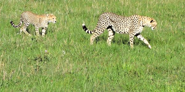 211-Masai Mara, gepardice s mládětem d