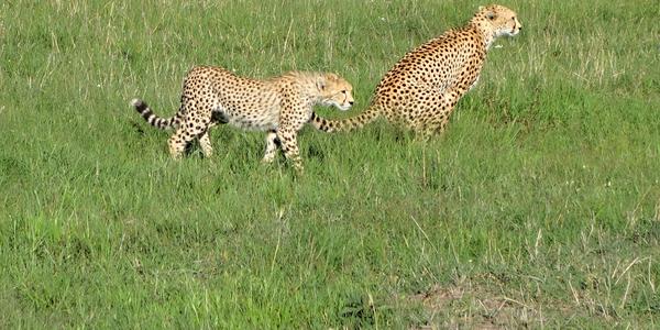 211-Masai Mara, gepardice s mládětem e