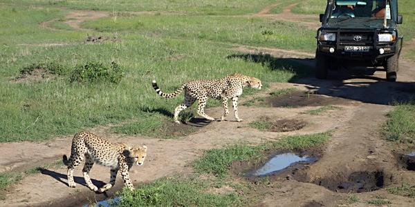 211-Masai Mara, gepardice s mládětem f