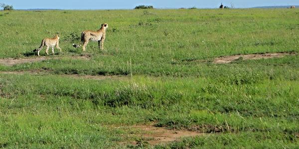 211-Masai Mara, gepardice s mládětem g