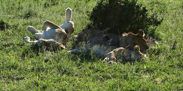 211-Masai Mara, lvi
