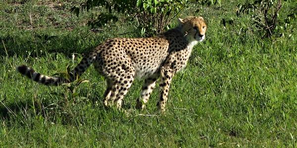 212-Masai Mara, gepardice