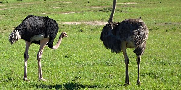 213-Masai Mara, pštrosi