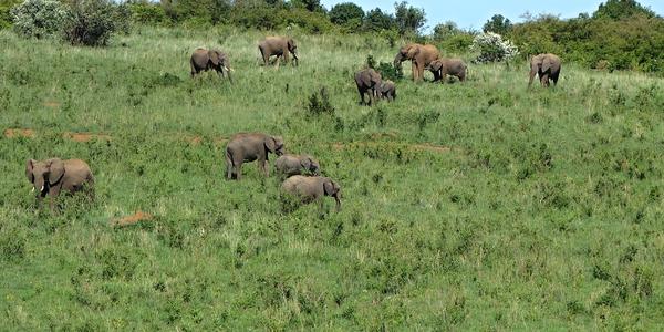 214-Masai Mara,sloni