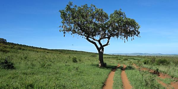 215-Masai Mara, Kigelie, salámový strom