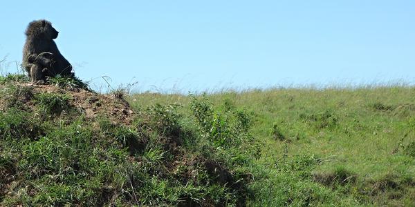 218-Masai Mara, pavián na hlídce