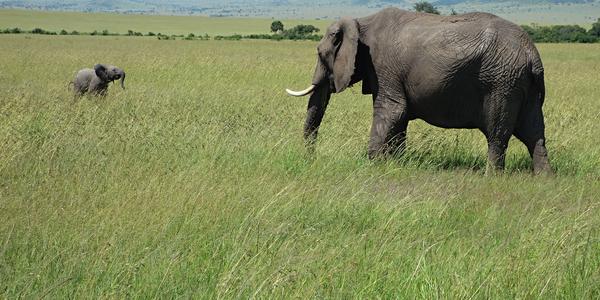 221-Masai Mara, slonice se slůnětem 1