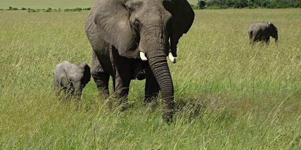 221-Masai Mara, slonice se slůnětem 2