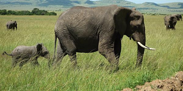 221-Masai Mara, slonice se slůnětem 3