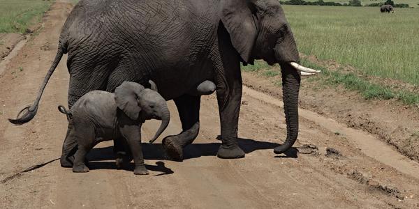 221-Masai Mara, slonice se slůnětem 5
