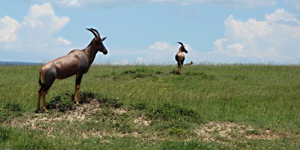 223-Masai Mara, topi na stráži