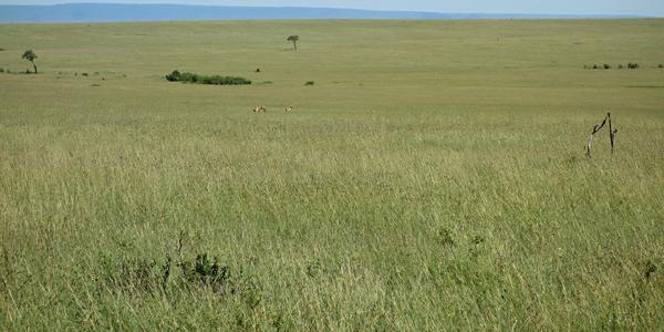 224-Masai Mara, moře trávy