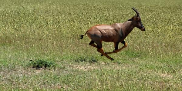 224-Masai Mara, prchající topi
