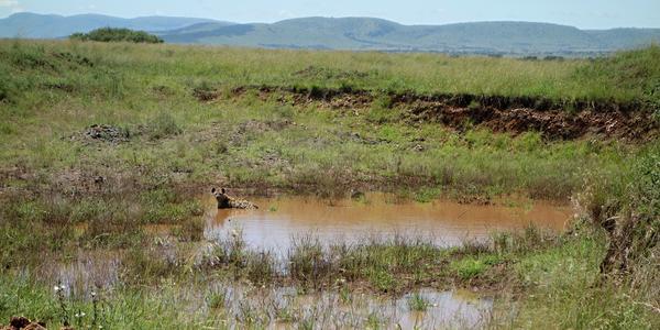 225-Masai Mara, hyeny vodu milují