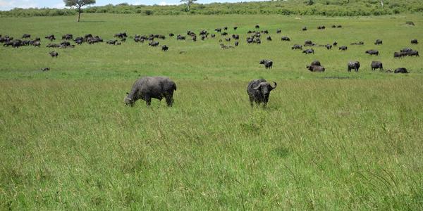 242-Masai Mara, buvoli