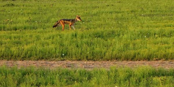 244-Masai Mara, šakal čabrakový