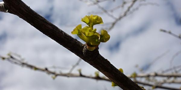 020-Kodaň turistická, rašící gingko