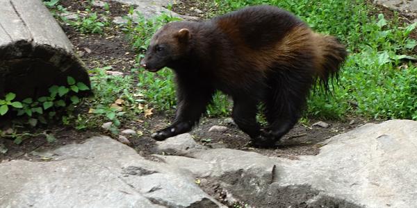 18. Stockholm, Skansen, rosomák 9