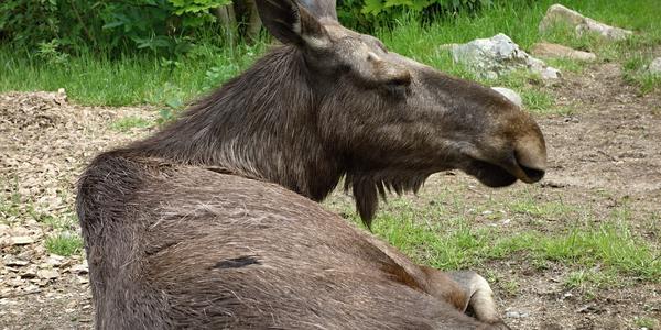 22. Stockholm, skansen 7