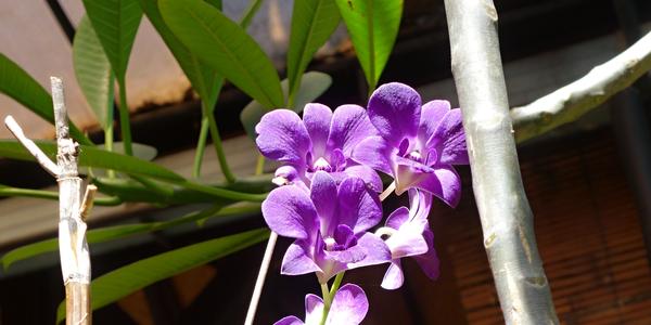 011-Bali, orchidej