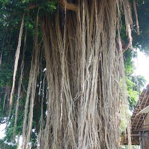 021-Kota Gede, banyán