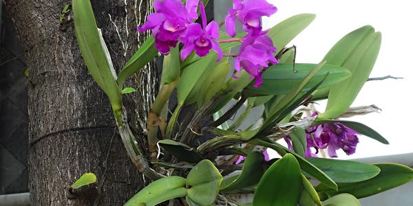 027-Kota Gede, orchidej