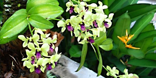 063-Borobudur, orchidej