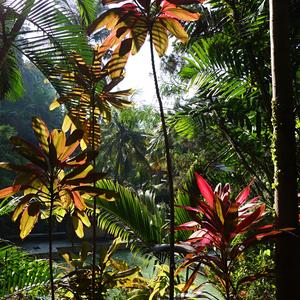 108-Bali, Banjar, vegetace