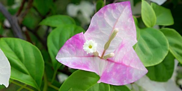 113-Bali, bouganvillea