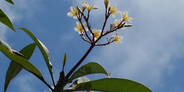 192-Bali, frangipan