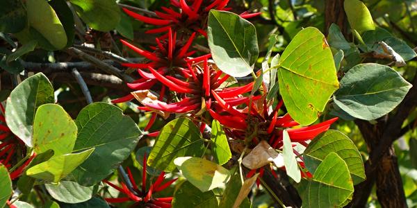 010-Mex.City, Erythrina