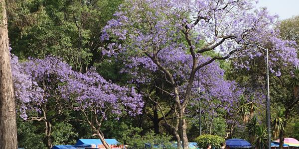 042-Mex.City, jacaranda 1
