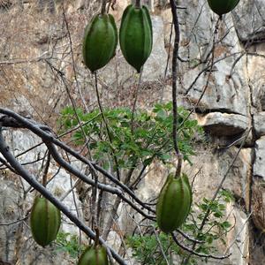 201-Ceiba pentandra, kapok 3