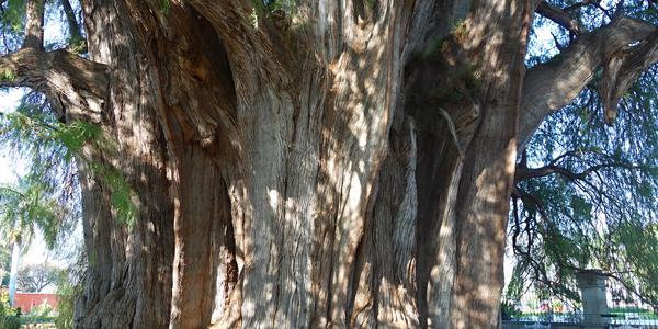 339-Taxodium mucronatum 3
