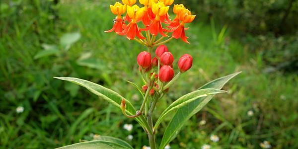 450-cesta do Ocosingo, Dendrobium a