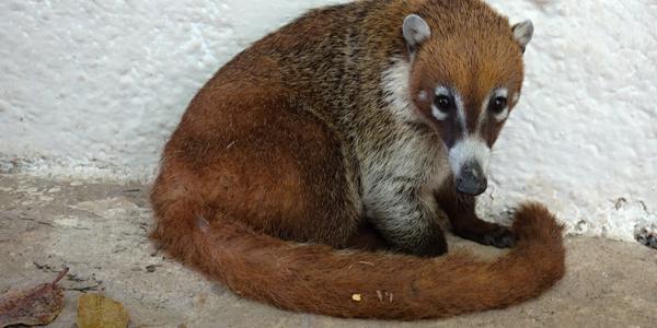 687-Tulum coati 4
