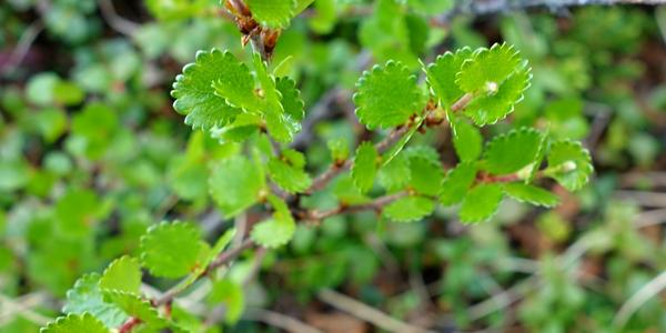 027-Alta, Betula nana, bříza trpasličí