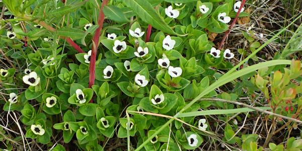 029-Alta, Cornus suecica, dřín švédský