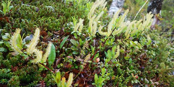 091-NP Abisko, Salix sp.