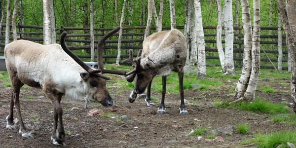 113-Jukkasjarvi, Siida