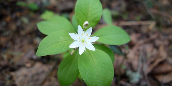 126-Trientalis europaea, sedmikvítek evropský