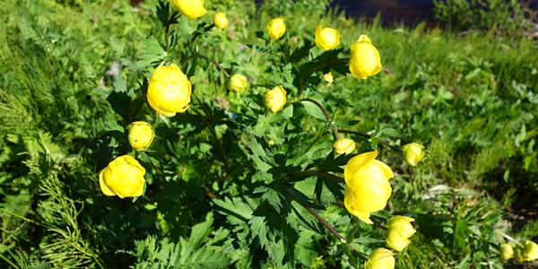 141-Trollius europaeus, upolín evropský