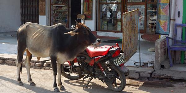 116. Orchha, na ulici