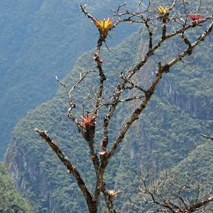 121. Machu Picchu