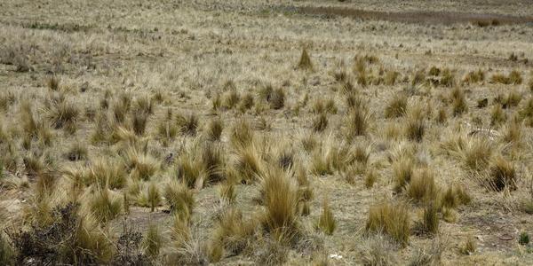 136. Na trase Cusco-Puno, tráva ichu