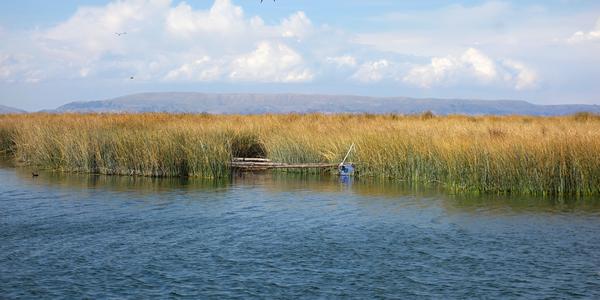 203. Titicaca, porosty totory