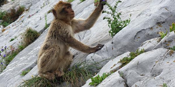 001-Gibraltar, škodící makak bezocasý