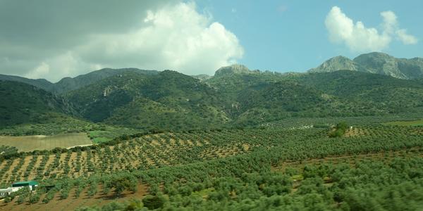 005-Andalusie, krajina u Granady 4